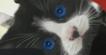 Crusha Kittens outtake - Errol smashes in to the camera!