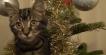 Kittens In My Christmas Tree!