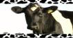 Cow Song