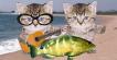 Fishy Song