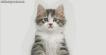 Funky Kitten