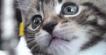 Kitten Chasing A Piece of String