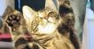 Kittens Dancing in Super Slow Motion