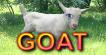 My Baby Goat