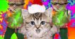 Christmas Party Packs!
