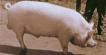 Hitting Pigs With Hammers!
