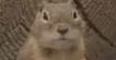 Prairie Dog