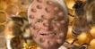John McCain Raids The Hive