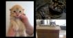 Singing Kitties