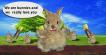 Bunnies love USBCELL batteries